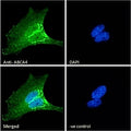 Immunofluorescent staining of fixed and permeabilized human HeLa cells with ABCA4 antibody (green) at 10ug/ml and DAPI nuclear stain (blue).