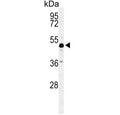 Western blot testing of mouse cerebellum tissue lysate with ANKH antibody. Predicted molecular weight ~54 kDa.