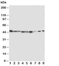 Western blot testing of IDO antibody and Lane 1: SMMC-7721; 2: A549; 3: human placenta; 4: SW620; 5: U87; 6: 293T; 7: A431; 8: HeLa; 9: COLO320 cell lysate. Predicted/observed molecular weight ~45kDa.