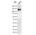 Western blot testing of human ThP-1 cell lysate with recombinant CD31 antibody. Expected molecular weight: 83-130 kDa depending on level of glycosylation.