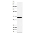Western blot testing of human HepG2 cell lysate with GNA13 antibody. Predicted molecular weight ~33 kDa.