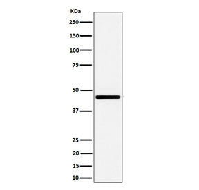 Western blot testing of human HepG2 cell lysate with GNA13 antibody. Predicted molecular weight ~33 kDa.