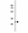 Western blot testing of HES1 antibody at 1:2000 dilution + mouse brain lysate; Predicted molecular weight: 30-35 kDa.