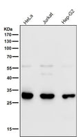 Western blot testing of human samples using the VAPA antibody at 1:1000 dilution for 1 hour at room temperature. Predicted molecular weight ~28 kDa.