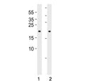 Western blot testing of human 1) 293 and 2) HT-1080 cell lysate with BAX antibody. Predicted molecular weight ~21 kDa.