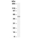 Western blot testing of human spleen lysate with AIRE antibody at 0.3ug/ml. Predicted molecular weight: ~58kDa (isoform 1).