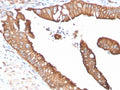 IHC staining of FFPE human small intestine tissue with AQP4 antibody (clone AQP4/3322). Inset: PBS used in place of primary Ab (secondary Ab negative control). HIER: boil tissue sections in pH 9 10mM Tris with 1mM EDTA for 20 min and allow to cool before testing.