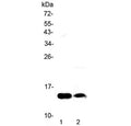 Western blot testing of 1) rat heart and 2) mouse heart lysate with Fabp4 antibody at 0.5ug/ml. Predicted molecular weight ~15 kDa.
