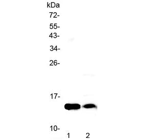 Western blot testing of 1) rat heart and 2) mouse heart lysate with Fabp4 antibody at 0.5ug/ml. Predicted molecular weight ~15 kDa.