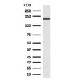 Western blot testing of human small intestine lysate with CDH17 antibody (clone CDN17-1). Predicted molecular weight ~92 kDa but may be observed at higher molecular weights due to glycosylation.
