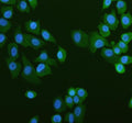 IF analysis of PUM1 using anti-PUM1 antibody (green). PUM1 was detected in an immunocytochemical section of cells. Enzyme antigen retrieval was performed using IHC enzyme antigen retrieval reagent for 15 mins. The cells were blocked with 10% goat serum. And then incubated with 5 ug/ml rabbit anti-PUM1 antibody overnight at 4oC. DyLight 488 Conjugated Goat Anti-Rabbit IgG was used as secondary antibody at 1:500 dilution and incubated for 30 min at 37oC. The section was counterstained with DAPI (blue).