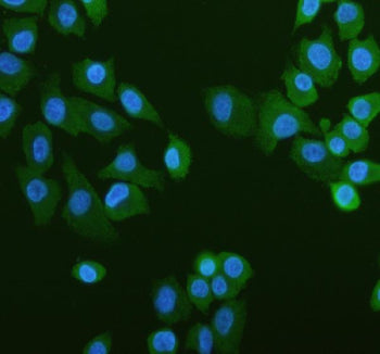 IF analysis of PUM1 using anti-PUM1 antibody (green). PUM1 was detected in an immunocytochemical section of cells. Enzyme antigen retrieval was performed using IHC enzyme antigen retrieval reagent for 15 mins. The cells were blocked with 10% goat serum. And then incubated with 5 ug/ml rabbit anti-PUM1 antibody overnight at 4oC. DyLight 488 Conjugated Goat Anti-Rabbit IgG was used as secondary antibody at 1:500 dilution and incubated for 30 min at 37oC. The section was counterstained with DAPI (blue).