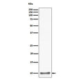 Western blot testing of human HepG2 cell lysate with UFM1 antibody. Predicted molecular weight: 9-11 kDa (two isoforms).
