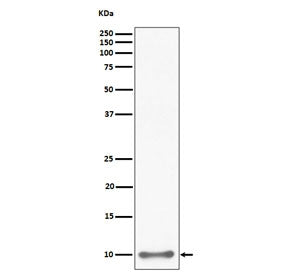 Western blot testing of human HepG2 cell lysate with UFM1 antibody. Predicted molecular weight: 9-11 kDa (two isoforms).