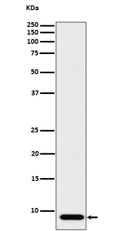 Western blot analysis of ATP5G1 expression in human HeLa cell lysate using the ATP5G1 antibody. A single band is detected at approximately 8-9 kDa, below the unprocessed theoretical mass (~14 kDa). This mobility corresponds to the mature mitochondrial form of ATP5G1 following cleavage of its N-terminal targeting sequence. Similar migration (~7-9 kDa) has been reported for subunit c proteins in biochemical studies of the F0-ATP synthase complex.