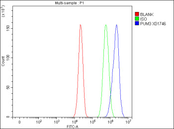 Flow Cytometry analysis of cells using anti-PUM3 antibody. Overlay histogram showing cells stained with (Blue line). To facilitate intracellular staining, cells were fixed with 4% paraformaldehyde and permeabilized with permeabilization buffer. The cells were blocked with 10% normal goat serum. And then incubated with rabbit anti-PUM3 antibody (1 ug/million cells) for 30 min at 20oC. DyLight 488 conjugated goat anti-rabbit IgG (5-10 ug/million cells) was used as secondary antibody for 30 min at 20oC.