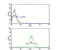 Flow cytometry testing of human MDA-MB-231 cells with TSH beta antibody; Blue=isotype control, Green= TSH beta antibody.