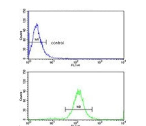 Flow cytometry testing of human MDA-MB-231 cells with TSH beta antibody; Blue=isotype control, Green= TSH beta antibody.