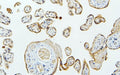 IHC staining of FFPE human placenta with MID1 antibody. HIER: boil tissue sections in pH6, 10mM citrate buffer, for 20 min and allow to cool before testing.