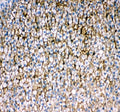 IHC staining of FFPE rat adrenal gland tissue with Srb1 antibody. HIER: boil tissue sections in pH8 EDTA for 20 min and allow to cool before testing.