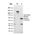 SDS-PAGE analysis of purified, BSA-free Fibronectin antibody (clone FN1/2949) as confirmation of integrity and purity.