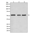 Western blot testing of 1) human HeLa, 2) mouse NIH3T3 and 3) rat C6 cell lysate with KLF4 antibody. Predicted molecular weight: 50-60 kDa + possible ~75 kDa (phosphorylated form).