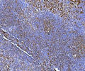 IHC staining of FFPE mouse spleen tissue with NOX2 antibody. HIER: boil tissue sections in pH8 EDTA for 20 min and allow to cool before testing.