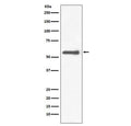 Western blot testing of rat PC-12 cell lysate with TH antibody. Predicted molecular weight: 55-60 kDa.