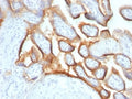 IHC: Formalin-fixed, paraffin-embedded human placenta stained with hCG alpha antibody (SPM552).