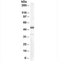 Western blot testing of human kidney lysate with Chromogranin A antibody at 0.1ug/ml. Predicted molecular weight ~50 kDa.