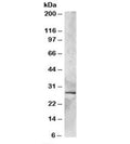 Western blot testing of human heart lysate with SYF2 antibody at 2ug/ml. Predicted molecular weight: ~28kDa, routinely observed at ~29kDa.
