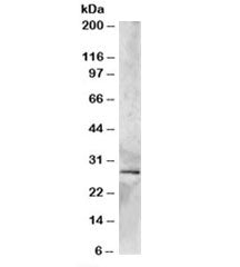 Western blot testing of human heart lysate with SYF2 antibody at 2ug/ml. Predicted molecular weight: ~28kDa, routinely observed at ~29kDa.
