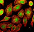 Immunofluorescent staining of OSTM1 using anti-OSTM1 antibody (green) and anti-Beta Tubulin antibody (red). OSTM1 was detected in an immunocytochemical section of human SIHA cells. Enzyme antigen retrieval was performed using IHC enzyme antigen retrieval reagent for 15 mins. The cells were blocked with 10% goat serum. And then incubated with 5 ug/ml rabbit anti-OSTM1 antibody and mouse anti-Beta Tubulin antibody overnight at 4oC.