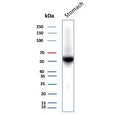 Western blot testing of human stomach tissue lysate with recombinant CA9 antibody (clone rCA9/9937). Predicted molecular weight: 50-55 kDa but may be observed at higher molecular weights due to glycosylation.