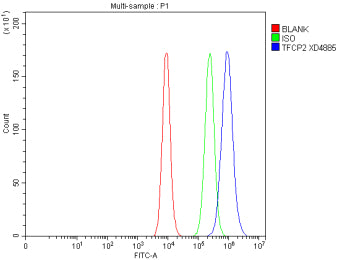 Flow Cytometry analysis of Caco-2 cells using anti-TFCP2 antibody. Overlay histogram showing Caco-2 cells stained with (Blue line). To facilitate intracellular staining, cells were fixed with 4% paraformaldehyde and permeabilized with permeabilization buffer. The cells were blocked with 10% normal goat serum. And then incubated with rabbit anti-TFCP2 antibody (1 ug/million cells) for 30 min at 20oC.