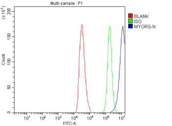 Flow Cytometry analysis of HepG2 cells using anti-MYORG antibody. Overlay histogram showing HepG2 cells stained with (Blue line). To facilitate intracellular staining, cells were fixed with 4% paraformaldehyde and permeabilized with permeabilization buffer. The cells were blocked with 10% normal goat serum. And then incubated with rabbit anti-MYORG antibody (1 ug/million cells) for 30 min at 20oC.