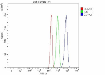 Flow Cytometry analysis of RT4 cells using anti-GLYAT antibody. Overlay histogram showing RT4 cells stained with (Blue line). To facilitate intracellular staining, cells were fixed with 4% paraformaldehyde and permeabilized with permeabilization buffer. The cells were blocked with 10% normal goat serum. And then incubated with rabbit anti-GLYAT antibody (1 ug/million cells) for 30 min at 20oC.