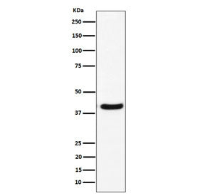 Western blot testing of human U-87 MG cell lysate with GNAI2 antibody. Predicted molecular weight ~40 kDa.