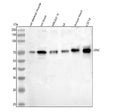 Western blot analysis of SYNC using anti-SYNC antibody. Lane 1: rat skeletal muscle tissue lysates, Lane 2: rat heart tissue lysates, Lane 3: rat H9C2(2-1) whole cell lysates, Lane 4: rat L6 whole cell lysates, Lane 5: mouse heart tissue lysates, Lane 6: mouse C2C12 whole cell lysates. After electrophoresis, proteins were transferred to a nitrocellulose membrane at 150 mA for 50-90 min. Blocked the membrane with 5% non-fat milk/TBS for 1.5 hour at RT.