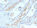 IHC staining of FFPE human placenta with recombinant Spectrin alpha 1 antibody (clone SPTA1/2939R). Required HIER: boil tissue sections in pH6, 10mM citrate buffer, for 10-20 min followed by cooling at RT for 20 min.
