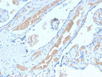 IHC staining of FFPE human placenta with recombinant Spectrin alpha 1 antibody (clone SPTA1/2939R). Required HIER: boil tissue sections in pH6, 10mM citrate buffer, for 10-20 min followed by cooling at RT for 20 min.