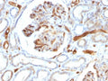 IHC testing of FFPE human kidney tissue with Adiponectin antibody (clone ADPN/1370). Required HIER: boil tissue sections in pH 6, 10mM Citrate buffer for 10-20 min followed by cooling at RT for 20 min.
