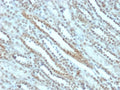 IHC staining of FFPE human kidney tissue with STAT3 antibody (clone PCRP-STAT3-2F12). HIER: boil tissue sections in pH 9 10mM Tris with 1mM EDTA for 20 min and allow to cool before testing.