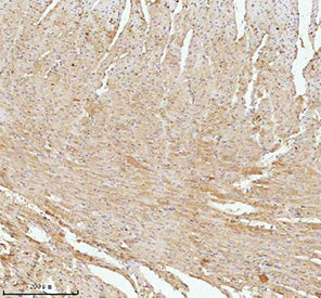 IHC staining of FFPE rat heart tissue with NDUFA9 antibody, HRP-secondary and DAB substrate. HIER: boil tissue sections in pH8 EDTA for 20 min and allow to cool before testing.