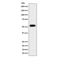 Western blot testing of human HEK293 cell lysate with G-rich sequence factor 1 antibody. Predicted molecular weight ~53 kDa.