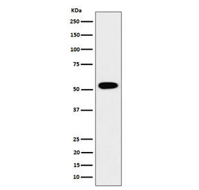 Western blot testing of human HEK293 cell lysate with G-rich sequence factor 1 antibody. Predicted molecular weight ~53 kDa.