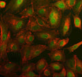 Immunofluorescent staining of SYT17 using anti-SYT17 antibody (green) and anti-Beta Tubulin antibody (red). SYT17 was detected in an immunocytochemical section of cells. Enzyme antigen retrieval was performed using IHC enzyme antigen retrieval reagent for 15 mins. The cells were blocked with 10% goat serum. And then incubated with 5 ug/ml rabbit anti-SYT17 antibody and mouse anti-Beta Tubulin antibody overnight at 4oC.