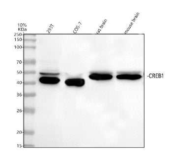 Western blot analysis of CREB1 using anti-CREB1 antibody. Lane 1: human 293T whole cell lysates, Lane 2: monkey COS-7 whole cell lysates, Lane 3: rat brain tissue lysates, Lane 4: mouse brain tissue lysates. After electrophoresis, proteins were transferred to a nitrocellulose membrane at 150 mA for 50-90 min. Blocked the membrane with 5% non-fat milk/TBS for 1.5 hour at RT.