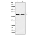 Western blot testing of 1) human A673 and 2) mouse brain tissue lysate with Caseinolytic protease X antibody. Predicted molecular weight ~69 kDa.