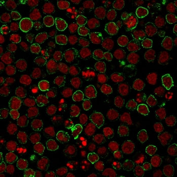 Immunofluorescent staining of human Ramos cells with CD10 antibody (clone CB-CALLA, green) and Reddot nuclear stain (red).
